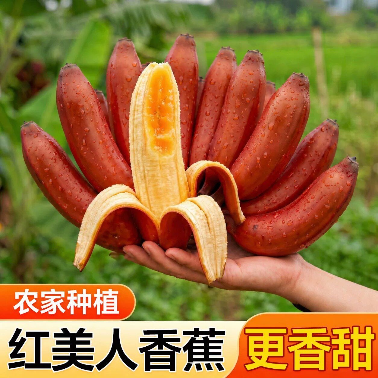 新鲜红美人香蕉红皮香蕉福建漳州自然熟红香蕉火龙蕉水果5斤