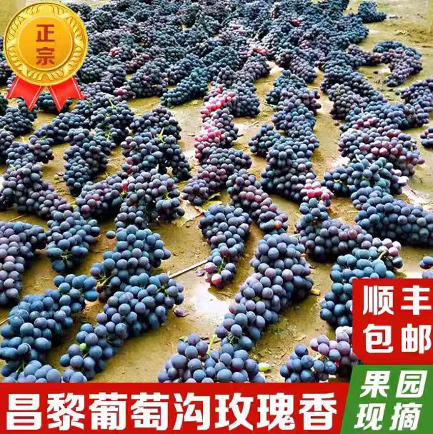 昌黎玫瑰香葡萄产地现摘自然熟应季葡萄自家种秦皇岛特产顺丰包邮