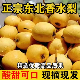 东北香水梨应季当季孕妇新鲜水果软糯东北特产水果非南果梨5斤整