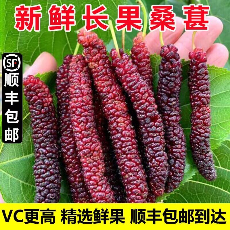 顺丰包邮长桑葚新鲜云南长桑果当季水果新鲜桑葚长条现摘