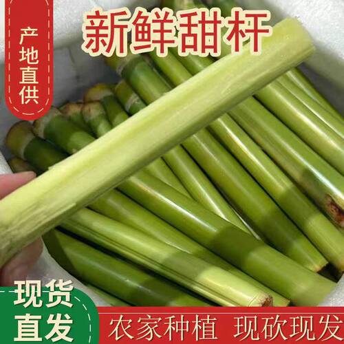 新鲜甜杆中段以上甜杆新鲜现砍甜芦粟甜杆甜高粱杆小甘蔗5斤包邮