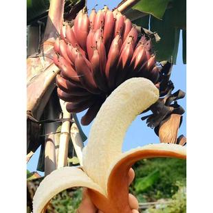 海南红香蕉三亚红皮美人蕉当季咖啡蕉软糯香甜孕妇新鲜水果香蕉