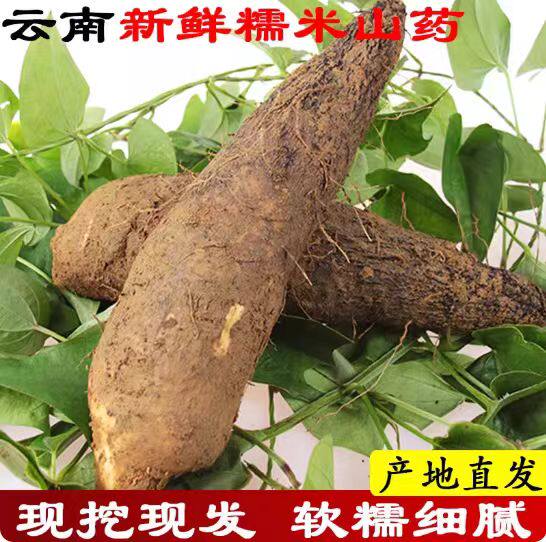 云南山药新鲜白山药秤砣山药糯米山药粉糯姜山药现挖蔬菜5斤包邮