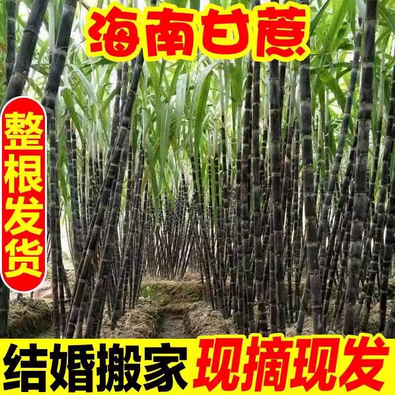 2整根黑皮甘蔗 海南三亚新鲜当季应季水果特产 结婚搬家新居喜事