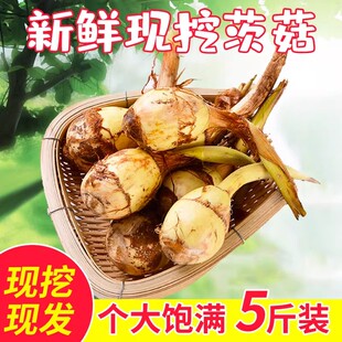 苏北新鲜蔬菜山茨菇白慈姑茨菰马蹄荸荠燕尾草地栗芽菇特产兹池姑