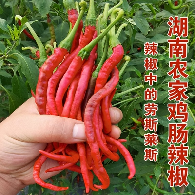 湖南本地鸡肠子红辣椒新鲜农家自种线椒超细长薄皮皱皮土泡椒现摘
