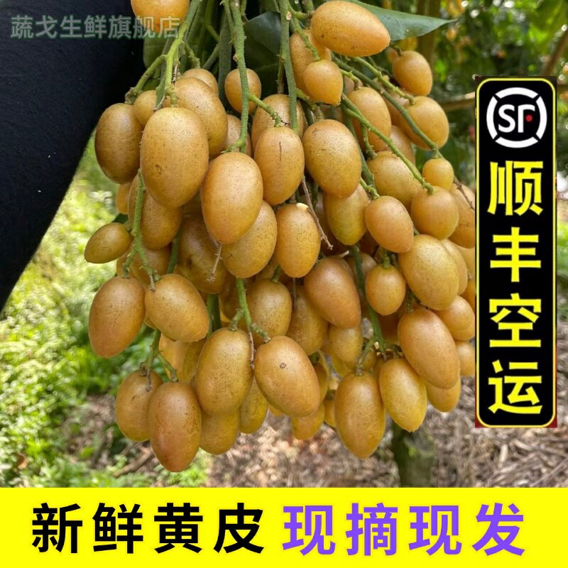 新鲜速冻黄皮果现摘广东鸡心黄皮茂名当季酸甜水果顺丰原材料