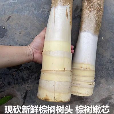 现砍新鲜甜棕树心棕树尖棕榈芯棕树头棕榈心棕榈树树心1个包邮