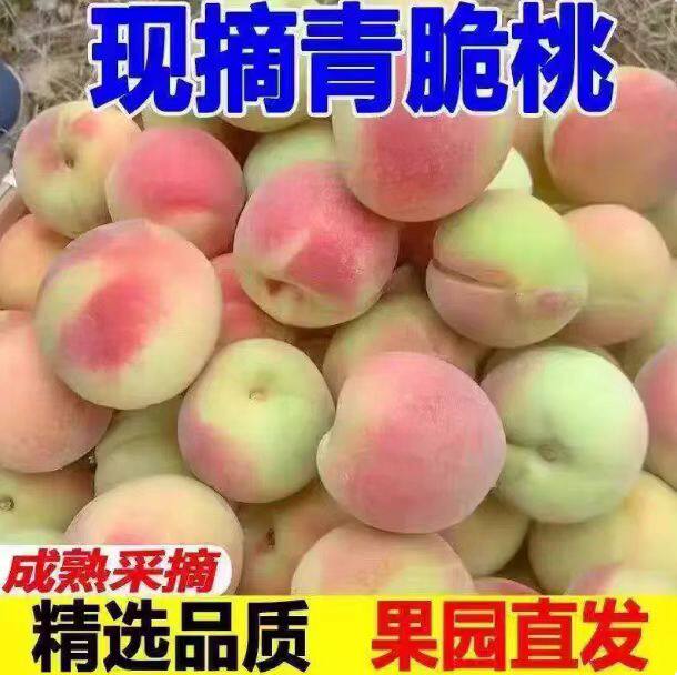 山东青脆桃硬桃新鲜桃子毛桃甜桃青桃硬桃孕妇脆甜应季产自青州