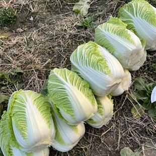 大白菜新鲜农家自种新鲜白菜青菜新鲜霜打霜冻大白菜