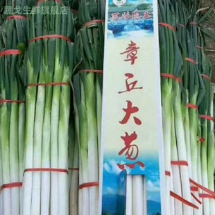 正宗山东章丘大葱旗舰店新鲜水果甜葱产地直销礼盒装顺丰包邮