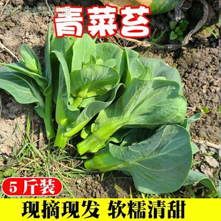 农家自种苏青青菜苔菜心苗新鲜菜薹菜心绿/色蔬菜当季时令现摘