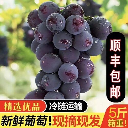 正宗浦江巨峰葡萄当季新鲜水果葡萄浙江马陆巨峰葡萄整箱顺丰冷链