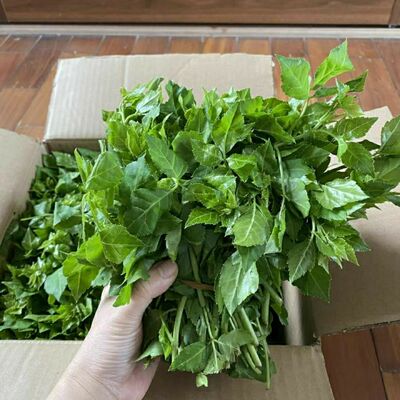 新鲜苦刺心 白刺尖 苦刺菜现摘现发 簕口菜 簕菜农家生野菜 苦菜