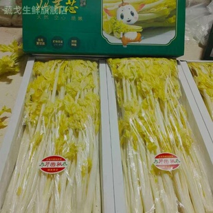 奶油芹菜马家沟芯桂河芹菜精品酒店特色蔬菜新鲜青岛特产