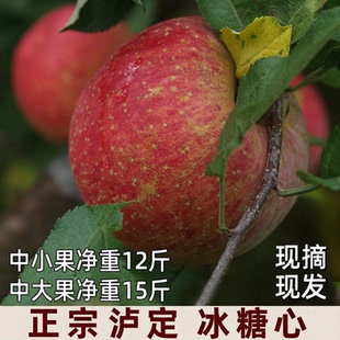 现摘高原冰糖心红苹果甘州黄草坪康定达杠新鲜水果产自四川泸定