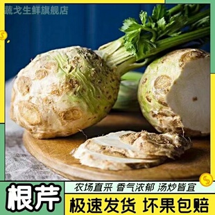 根芹菜根地中海新鲜块根芹洋芹球根塘蒿西餐酒店香料菜包邮
