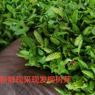 新鲜现采野生柳树芽嫩柳絮柳尖蒸菜凉拌柳树叶柳絮儿春菜野菜包邮