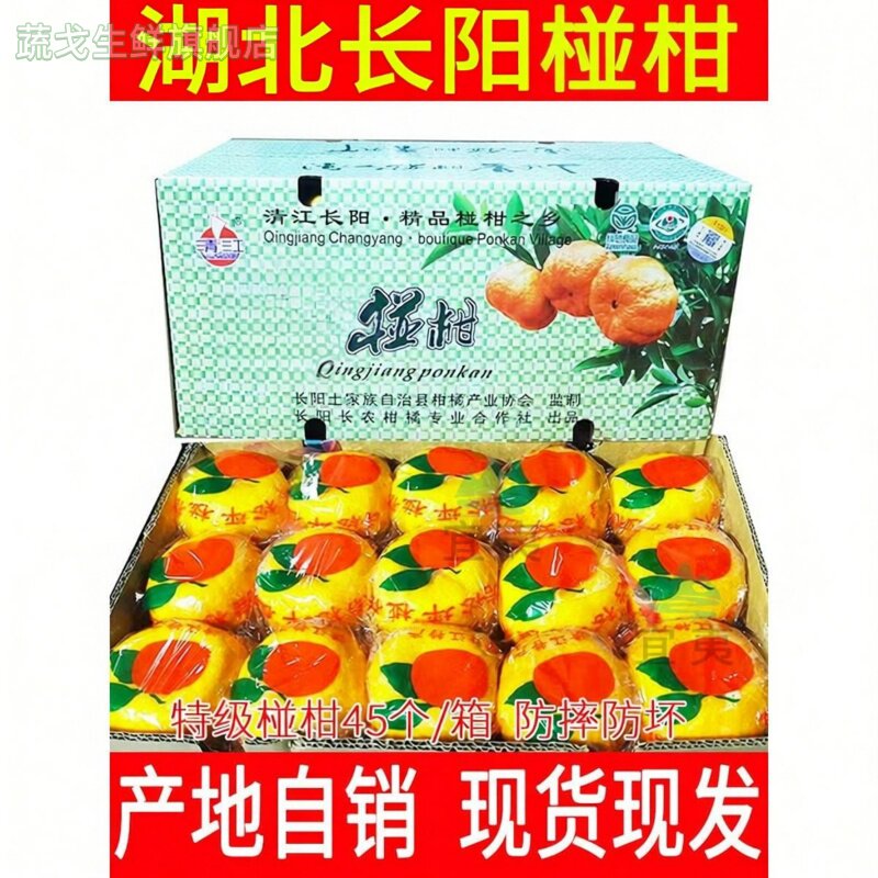 长阳正宗椪柑岩松坪现摘芦柑新鲜柑橘桔子当季水果产自湖北清江