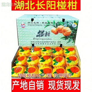 长阳正宗椪柑岩松坪现摘芦柑新鲜柑橘桔子当季水果产自湖北清江