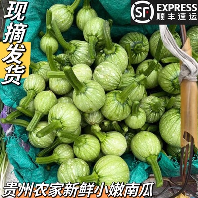 平塘农家新鲜蔬菜自种嫩南瓜