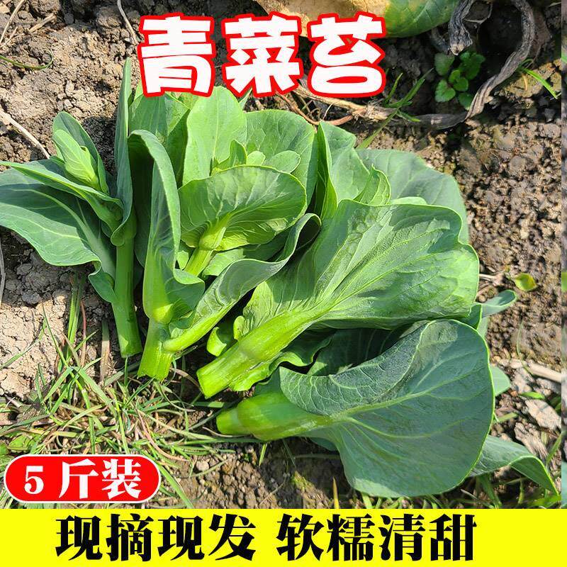 农家自种苏青青菜苔菜心苗新鲜菜薹菜心绿/色蔬菜当季时令现摘