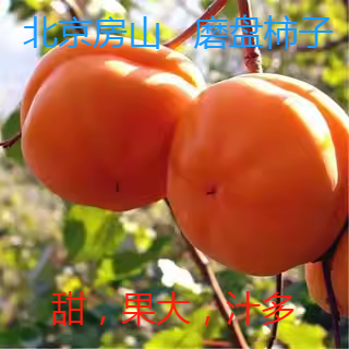 北京房山磨盘柿子大柿子甜柿贡柿