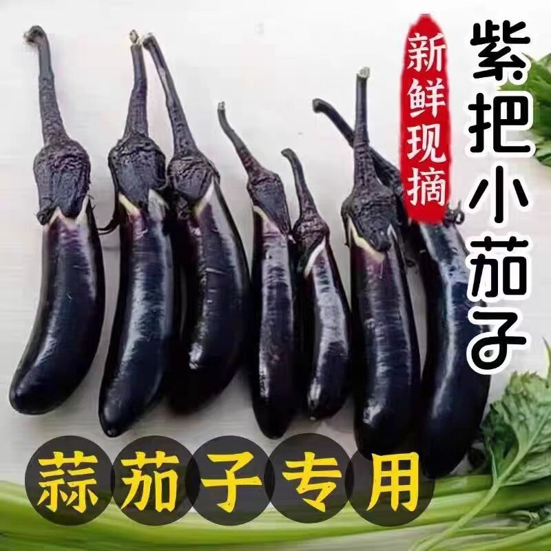 东北小茄子紫把紫裤划算腌制蒜茄子水果茄子新鲜应季蔬菜新鲜包邮