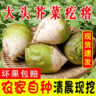 新鲜芥菜疙瘩辣菜疙瘩大头菜咸菜下饭生芥菜丝辣菜产地直发新鲜