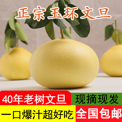 正宗玉环文旦柚子孕妇水果当季台州楚门特产白心非红心柚9月发货