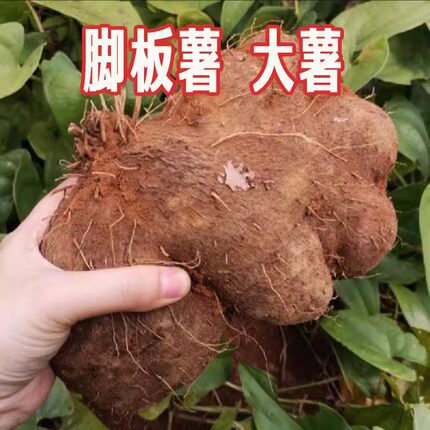 新鲜大薯脚板薯白山药粉面糯糖水湛江毛大薯广东当季特产农产品