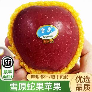 雪原蛇果苹果6粒装 酥甜多汁黄土高原高海拔甘肃红蛇果顺丰包邮