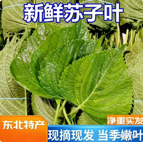 苏子叶新鲜食用包饭叶包邮韩国