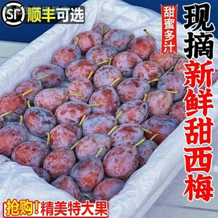 宗正新鲜西梅5斤法兰西当季四川水果整箱大果孕妇特产甜李子鲜果3
