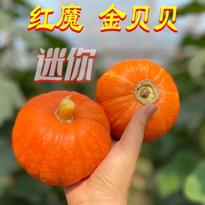 红魔金贝贝南瓜迷你板栗味红皮南瓜小南瓜金柄面甜粉糯红贝贝南瓜