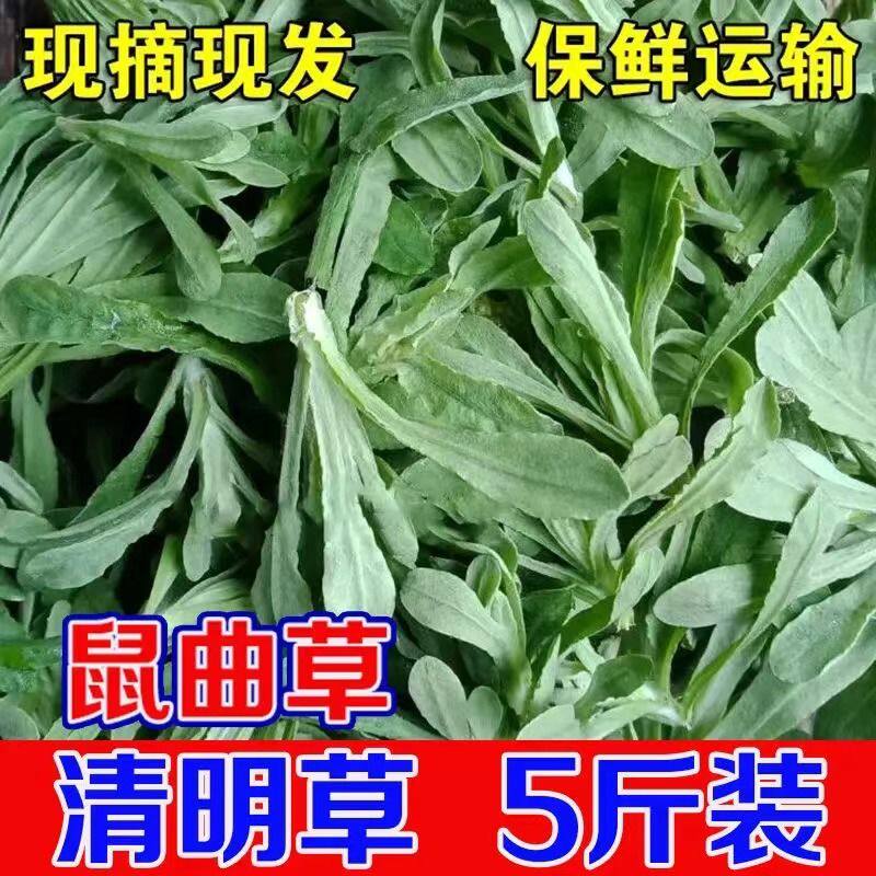 鼠曲草新鲜江西野生清明草糍粑鼠麴草佛耳草绒毛草清明果团青团子
