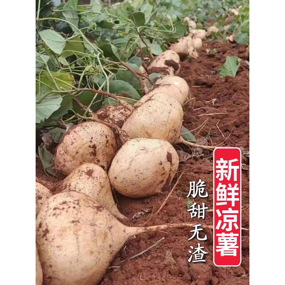 粒味果脆凉小发陆大中国