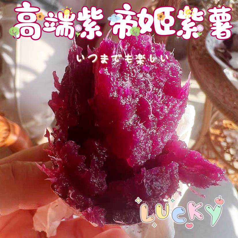 日本高端溏心紫帝姬紫美人紫薯泰紫薯现挖新鲜山芋红薯番薯地瓜