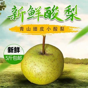 天津蓟县山区农家新鲜蓟州酸梨细皮小酸梨安梨2025年老酸梨包邮