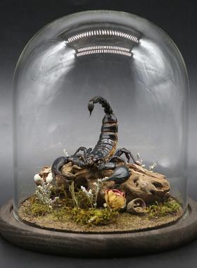 蛛形纲标本雨林蝎生态微景观彼得异蝎创意家居摆件收藏办公桌装饰