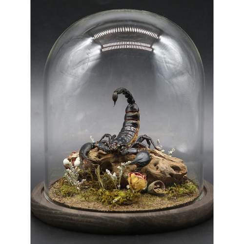 蛛形纲标本雨林蝎生态微景观彼得异蝎创意家居摆件收藏办公桌装饰