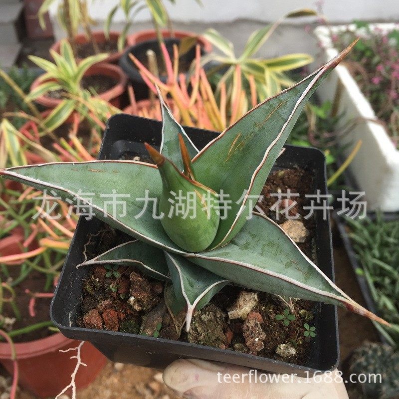 桌面鲍鱼步行者绿植办公室净虎皮兰,鲜花速递/花卉仿真/绿植园艺,多肉植物,淘宝优惠券,粉丝福利购,淘宝优惠卷