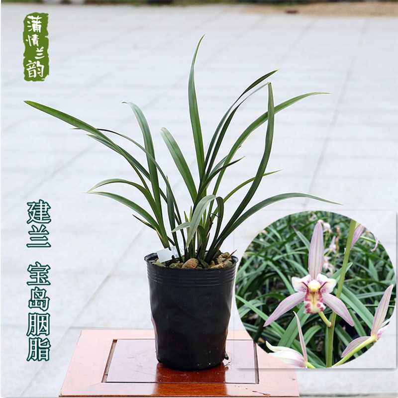 兰花苗四季兰建兰绿植胭脂宝岛花卉好养活盆栽植物夏秋开花