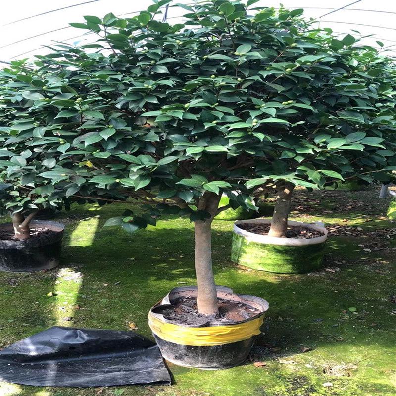 福建茶花苗园林设计茶花香妃茶花庭院小区道路工程品种绿化树美观