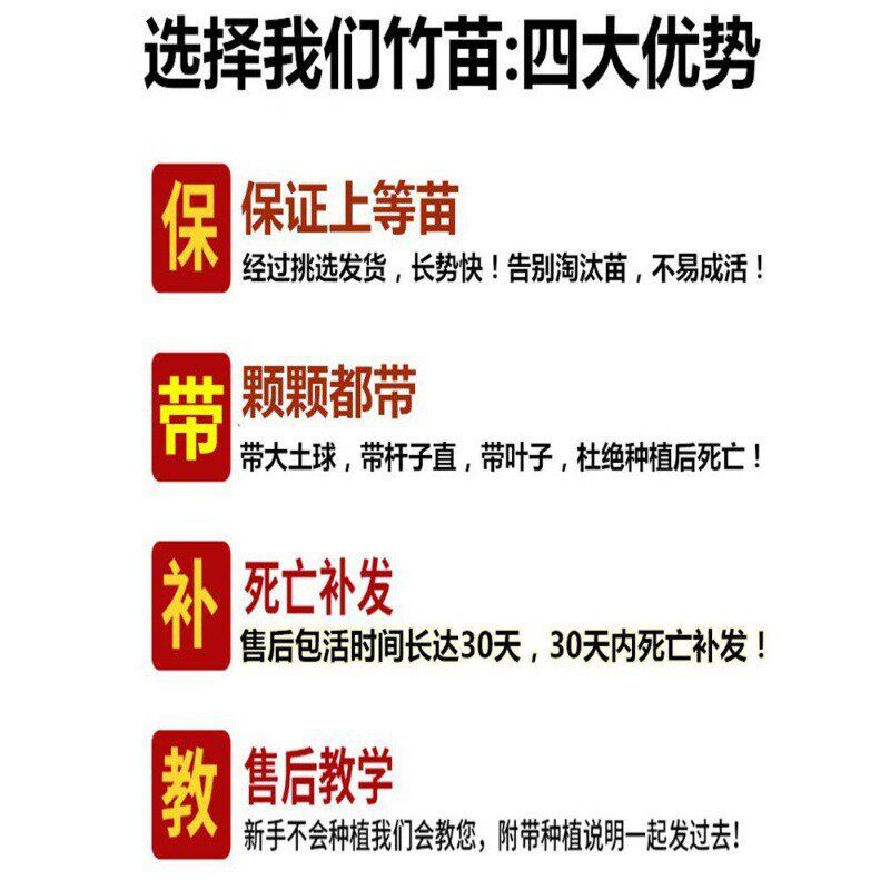 毛竹苗庭院四季青植物北方耐寒紫竹苗早园竹罗汉大型竹子