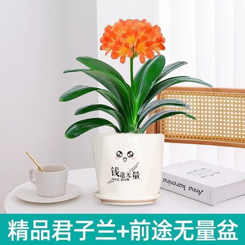 精品名贵君子兰盆栽活绿植好养花卉花卉市场批花室内客厅桌面植物