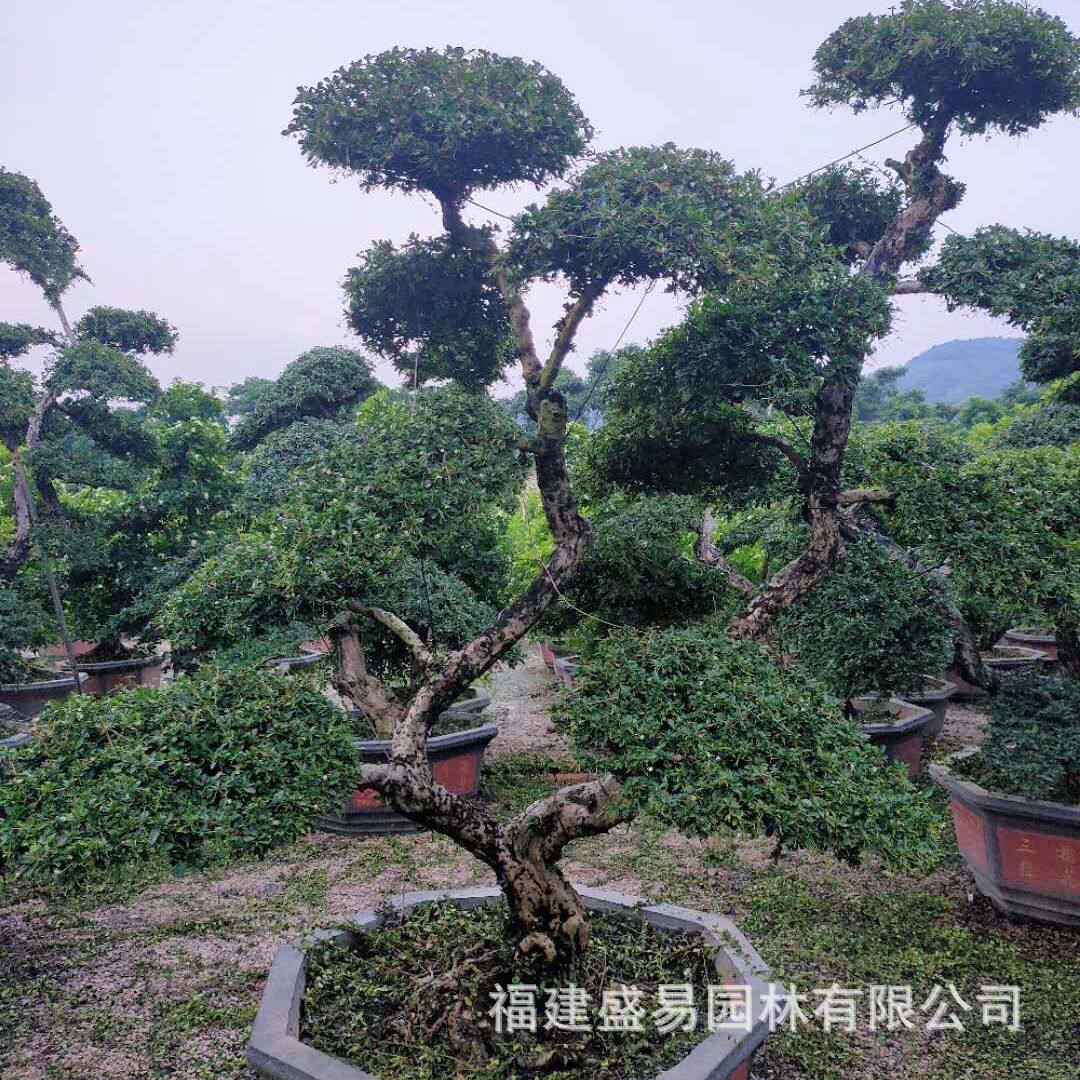 福建茶盆景产地种植基地福建茶价格桩头造型福建茶树桩大量批发