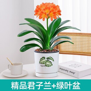 植物名贵君子兰盆栽花卉绿植好养活花卉市场批花室内客厅桌面精品