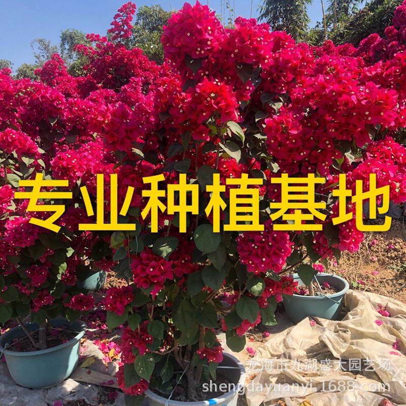 福建红花三角梅报价江西造型三角梅三角梅盆景批发紫花树桩价格