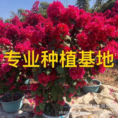 福建三角梅三角梅报价江西造型紫花红花盆景批发三角梅树桩价格